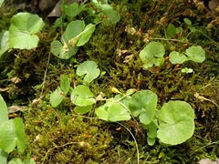 Hydrocotyle americana
