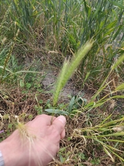 Hordeum pusillum