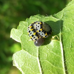 Cimbex quadrimaculatus