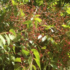 Pistacia terebinthus palaestina