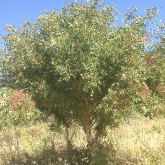 Pistacia terebinthus palaestina