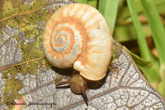 Pterocyclos rupestris