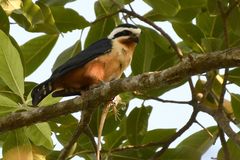 Microhierax caerulescens