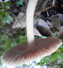 Basidiomycota