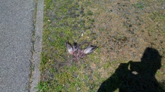 Columba livia domestica