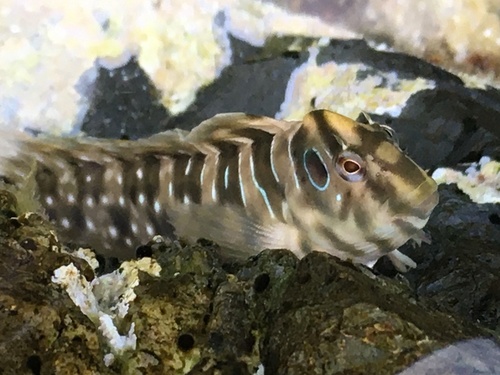 Peacock Blenny