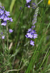 Veronica austriaca jacquinii