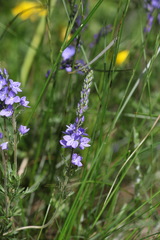 Veronica austriaca jacquinii