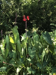 Canna × generalis