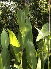 Canna × generalis