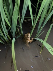 Glandirana emeljanovi