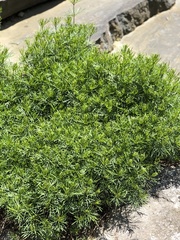 Coreopsis verticillata