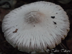 Basidiomycota