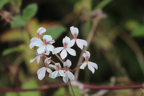 Pelargonium quinquelobatum, photograph 2