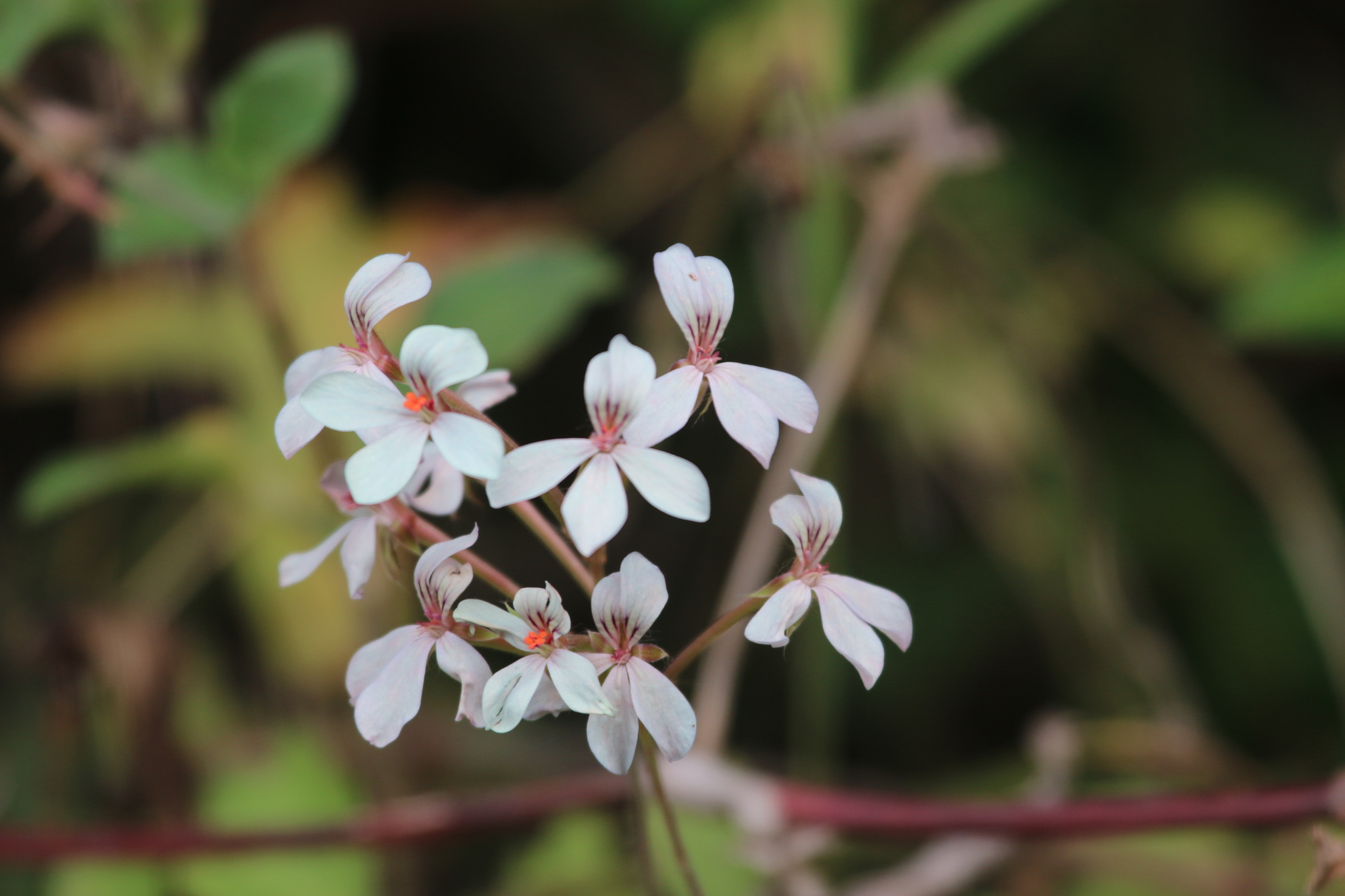 Pelargonium quinquelobatum Hochst. ex A.Rich.