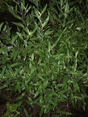 Caryopteris × clandonensis
