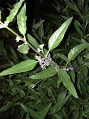 Caryopteris × clandonensis