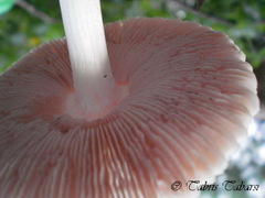 Basidiomycota