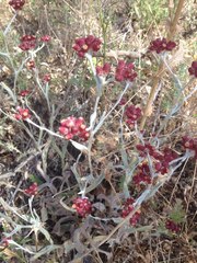 Helichrysum sanguineum