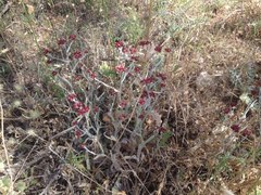 Helichrysum sanguineum
