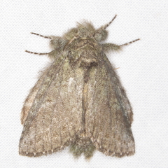 Dasychira vagans