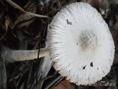 Basidiomycota