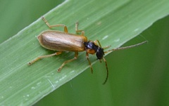 Rhagonycha testacea