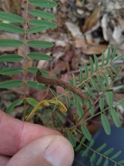 Tephrosia brachyodon