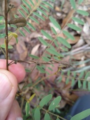 Tephrosia brachyodon