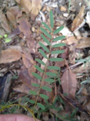 Tephrosia brachyodon