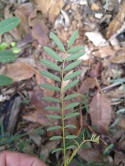 Tephrosia brachyodon