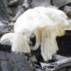 Basidiomycota