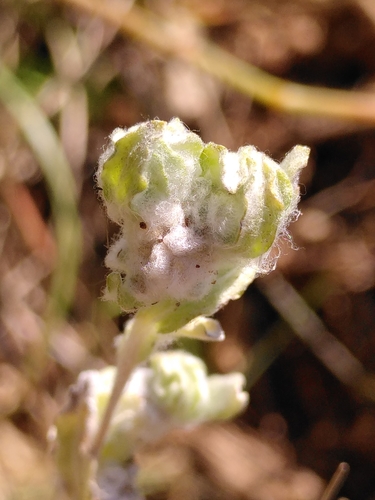 Image of Bombycilaena erecta by (c) Yves Bas, some rights reserved (CC BY)