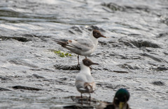 Chroicocephalus ridibundus