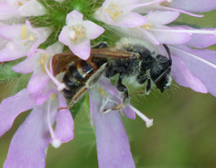 Andrena hattorfiana