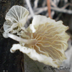 Basidiomycota