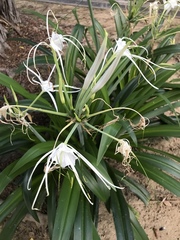 Hymenocallis speciosa