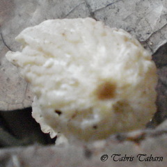 Basidiomycota