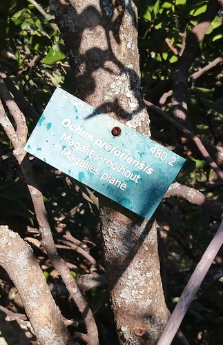 Image of Ochna pretoriensis by (c) Henry de Lange, some rights reserved (CC BY)