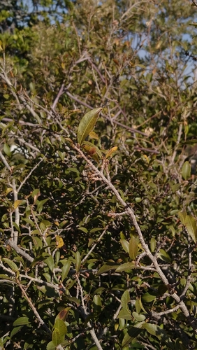 Image of Magalies Ochna (Ochna pretoriensis) by (c) Henry de Lange, some rights reserved (CC BY)