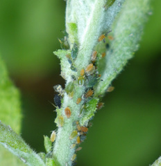 Aphis farinosa