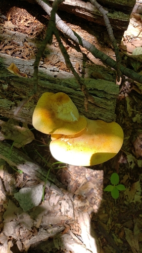Buglossoporus pulvinus