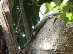 Dasia olivacea