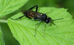 Macrophya militaris