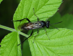 Macrophya militaris