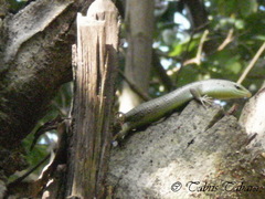 Dasia olivacea