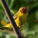 Bryant's Mangrove Warbler - Photo (c) Luis Guillermo, some rights reserved (CC BY-NC), uploaded by Luis Guillermo