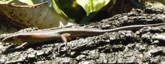 Eutropis multifasciata