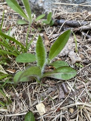 Pilosella aurantiaca