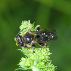 Macropis
